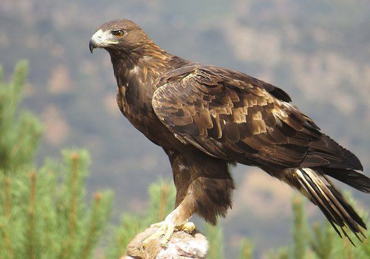 Entidades de Ciudad Real rechazan el decreto del águila imperial en Castilla-La Mancha