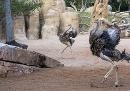Bioparc Valencia recibe una llamativa nueva especie de avestruz en peligro crítico de extinción
