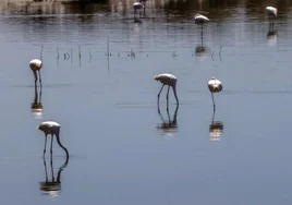 La falta de lluvias pone en riesgo el ecosistema de la Albufera de Valencia