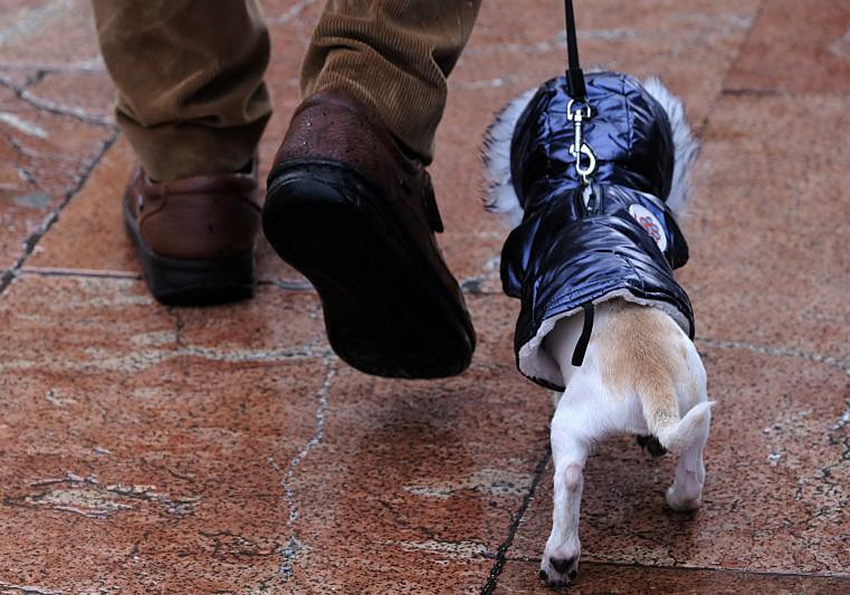 Imagen de archivo de un perro con chaqueta con su dueño