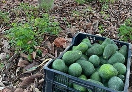 La Guardia Civil sorprende 'in fraganti' a cinco ladrones que intentaban robar 320 kilos de aguacates en una finca de Alicante