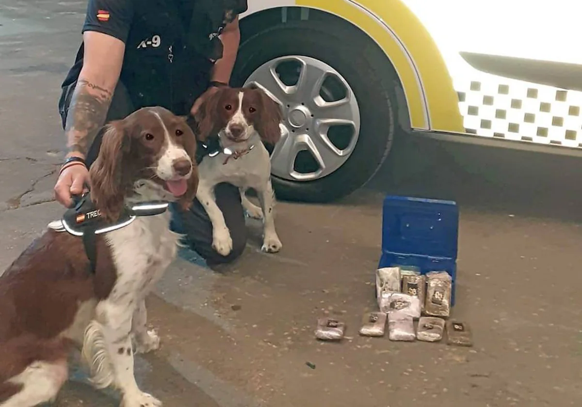 Imagen de los perros policía que han hallado droga valorada en 10.000 euros en Valencia