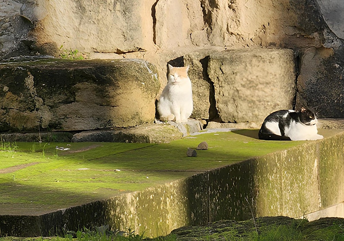 Gatos en el Templo Romano