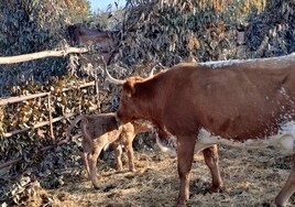 Una vaca da a luz en el Belén Viviente de la aldea de El Rocío