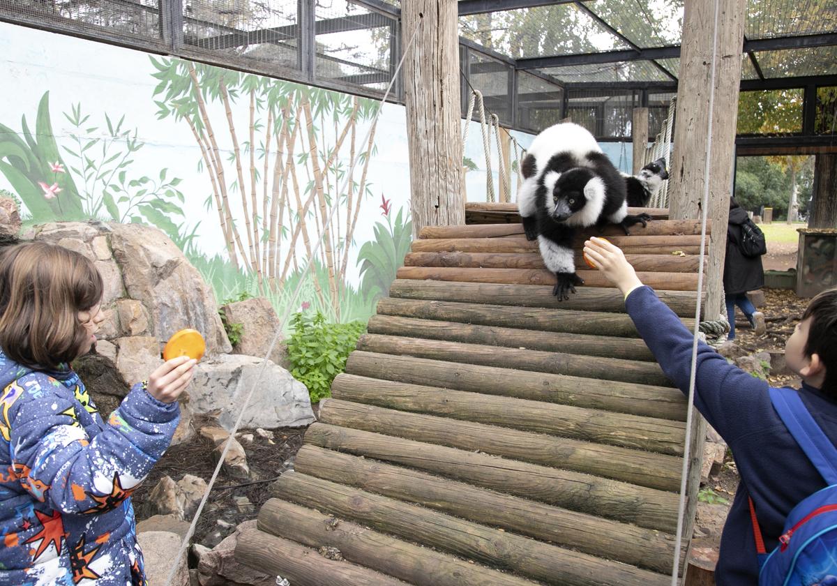 Niños, este miércoles dando de comer a un lémur