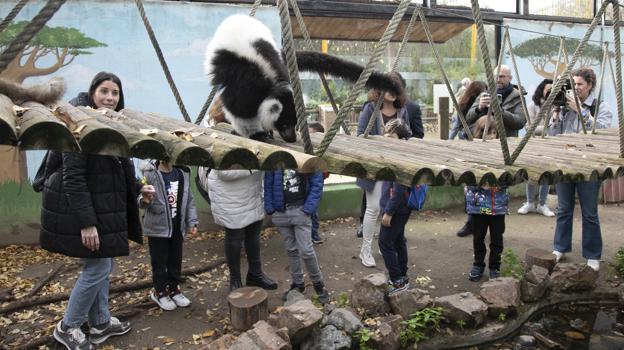 Niños, este miércoles viendo a los lémures en el Zoo de Córdoba