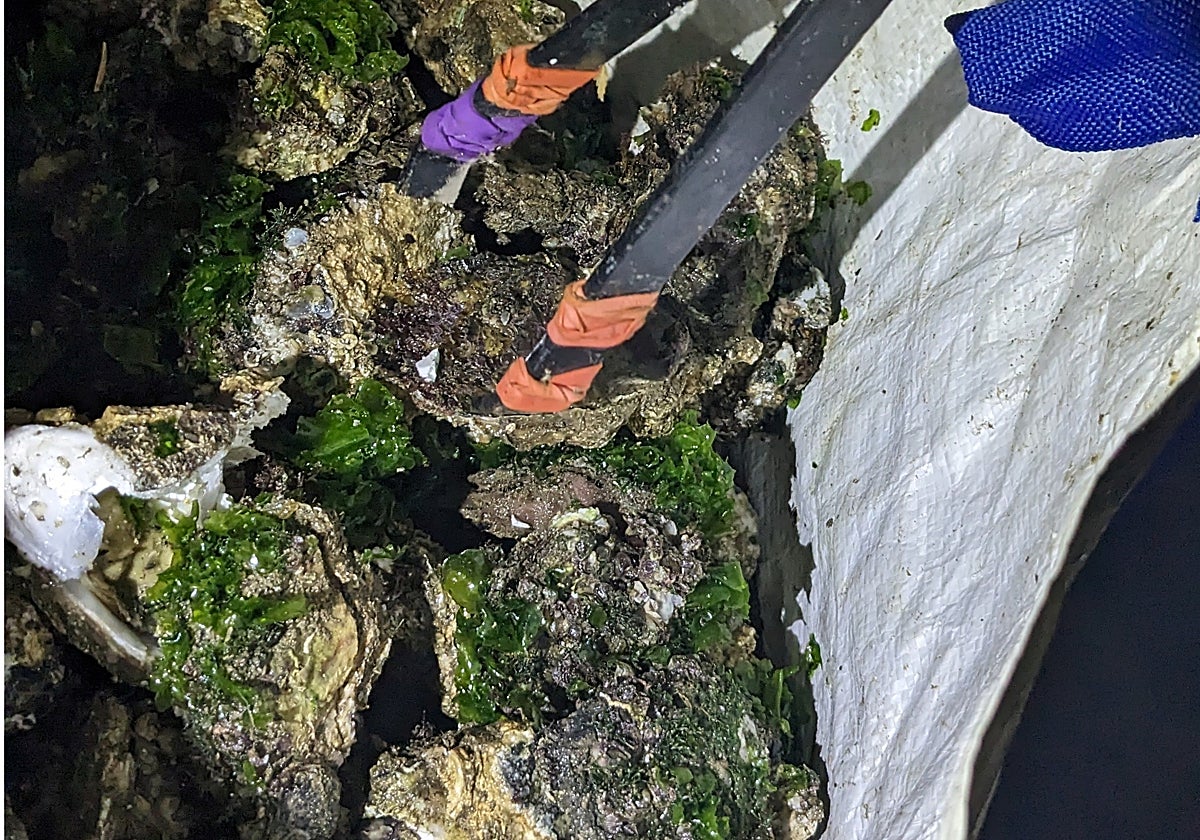 Imagen de ostras decomisadas en la Albufera de Valencia