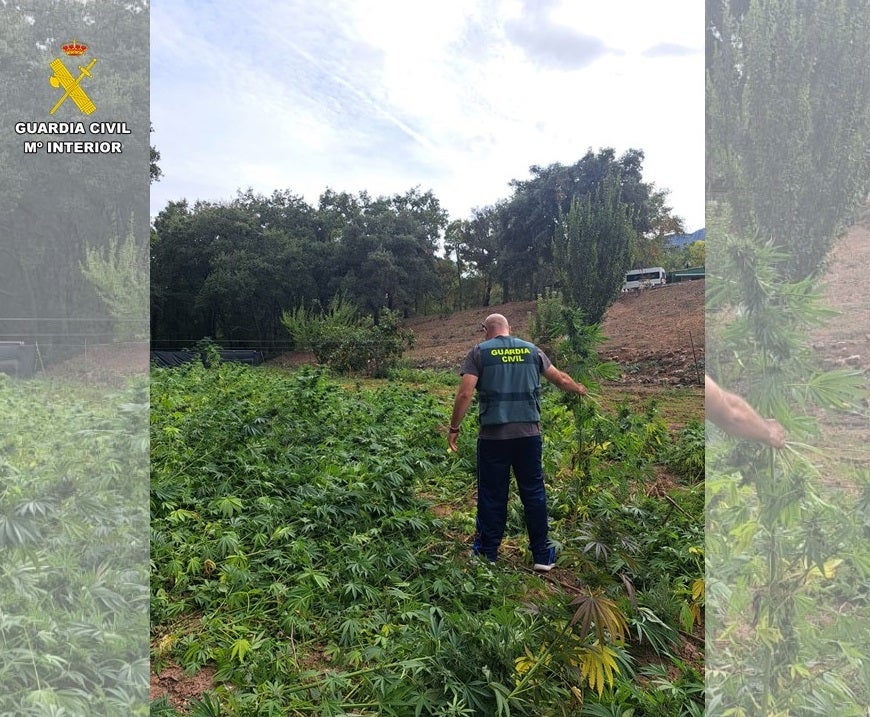 Tres detenidos con más de 2.500 plantas de marihuana en Fuencaliente