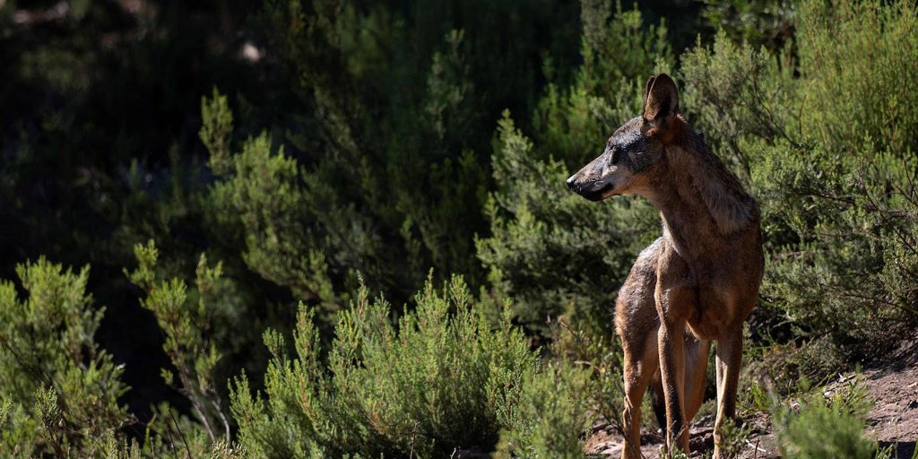El lobo regresa a zonas de Castilla-La Mancha donde se daba por desaparecido casi medio siglo después