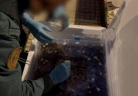 El oscuro negocio de las angulas vivas: detenido por traficar y comerciar ilegalmente con 170 kilos en Guadalajara