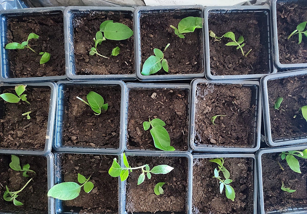 La variedad podrá volver a verse pronto en la Alpujarra, el Valle del Lecrín y Sierra Nevada