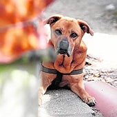 Uno de cada cuatro madrileños no tiene asegurado a su perro pese a ser obligatorio
