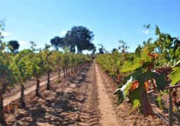 ¿Es posible plantar la variedad de uva albariño en La Mancha?