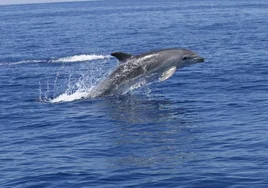Los ecologistas piden al Gobierno central la protección de delfines y cachalotes en la bahía de Algeciras