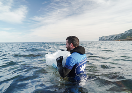 Agricultura impulsa un proyecto de cría y reintroducción de erizos de mar con la Fundación Oceanogràfic