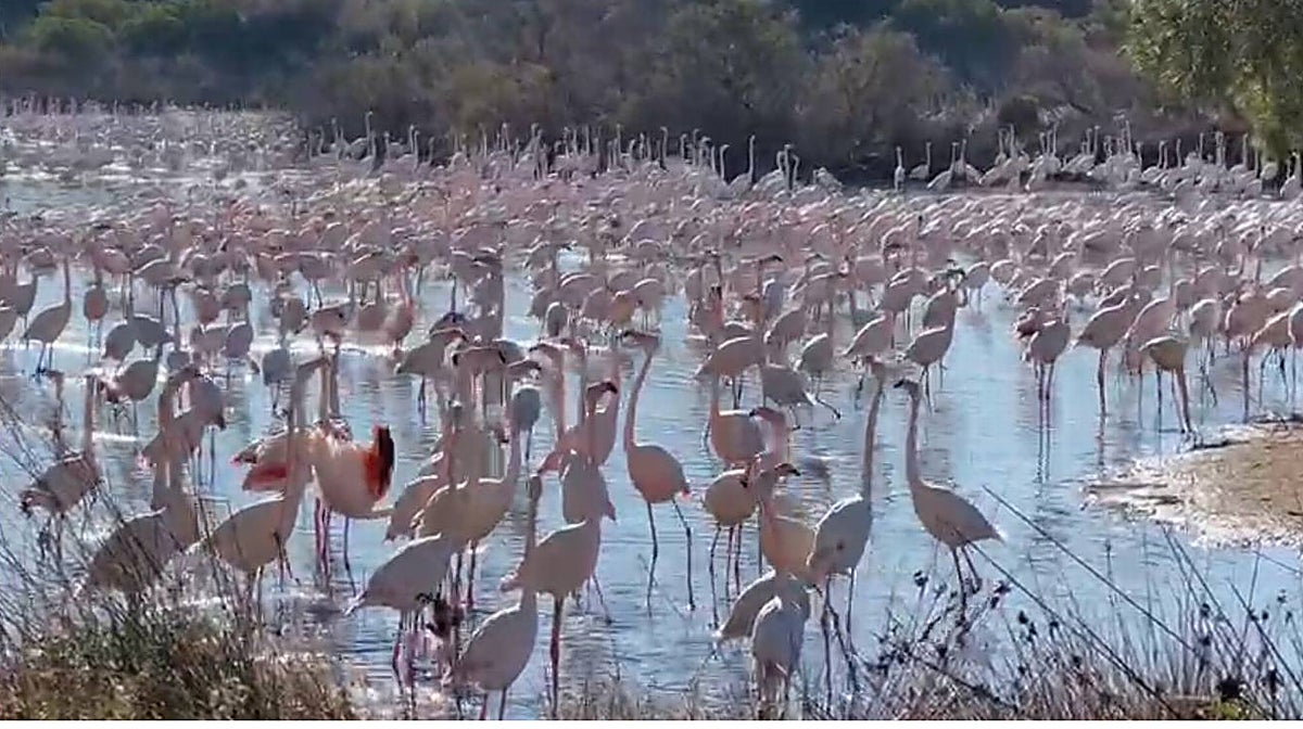 Imagen de los flamencos en la Albufera de Valencia