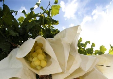 El secreto de la auténtica uva del Vinalopó para no atragantarse con las campanadas en Nochevieja