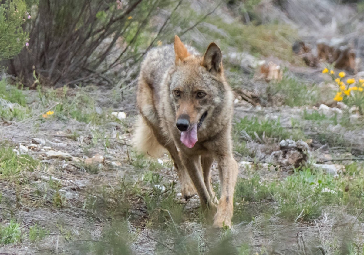 Ejemplar de lobo ibérico, en una imagen de archivo