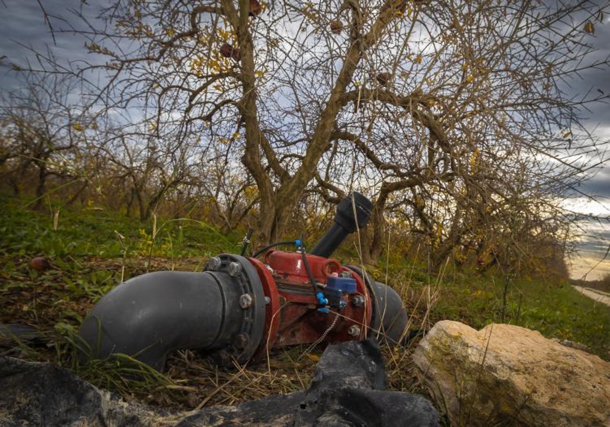 Granadas abandonadas en el árbol al rajarse por falta de agua en una plantación de Elche que se riega con caudales del trasvase Tajo-Segura.