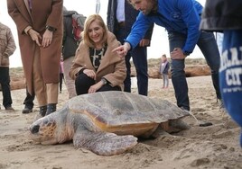 Liberan la 777ª tortuga recuperada en el Oceanogràfic de Valencia en los últimos 17 años
