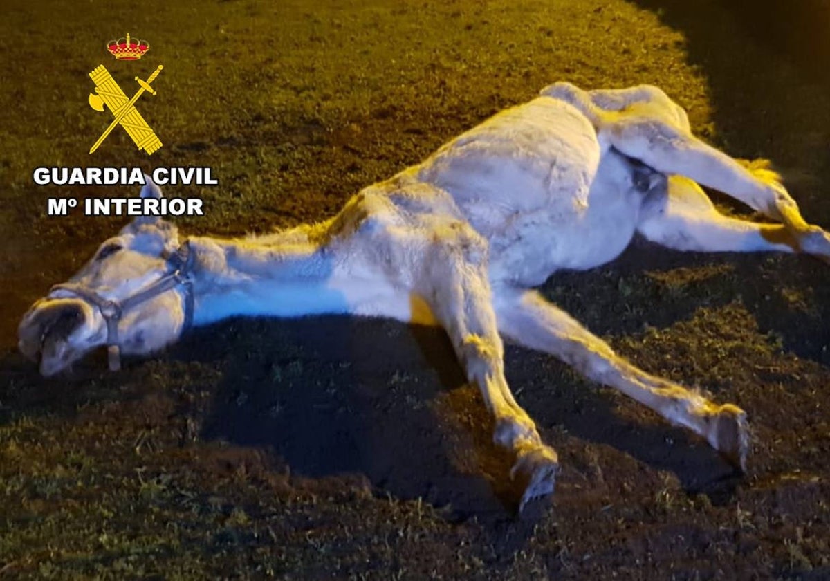 Investigado por maltrato animal al tener un caballo «en estado agonizante»