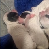 Ocho cachorros tirados vivos a la basura dentro de una bolsa en Valladolid