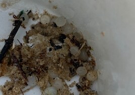 Detectado un vertido de pélets en una playa de Tarifa