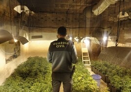 La Guardia Civil de Espejo desmantela una plantación 'indoor' de marihuana en Santa Cruz