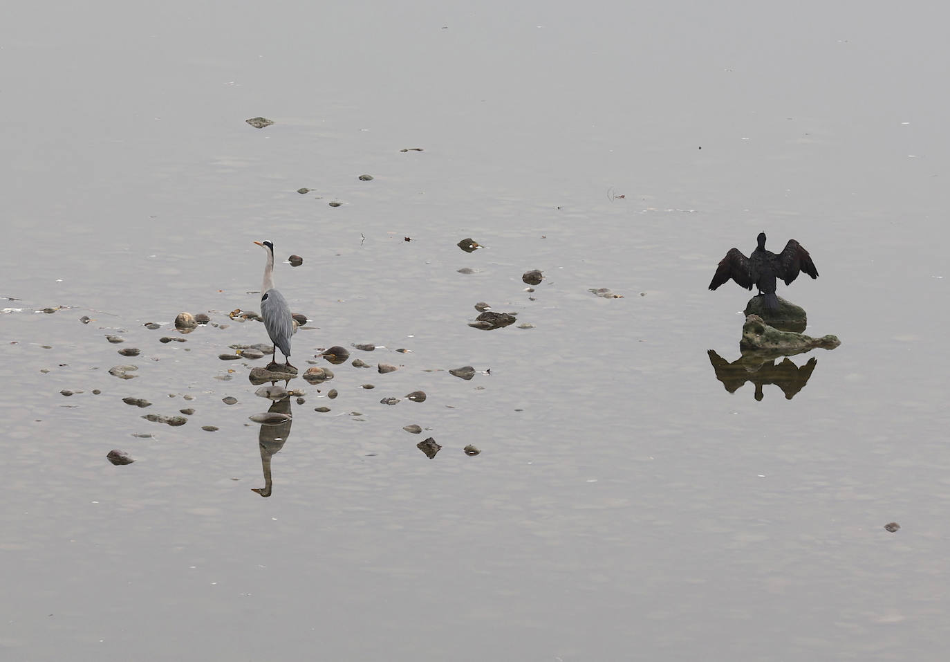 Fotos: la sequía deja bajo mínimos el cauce del río Guadalquivir en Córdoba