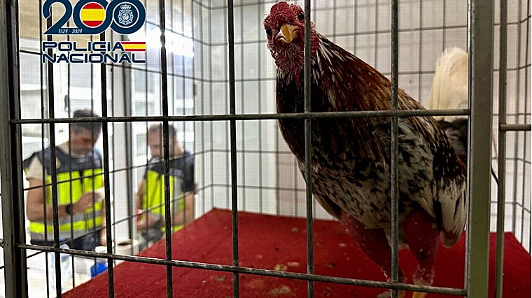 Uno de los animales enjaulados, ahora rescatado durante la operación policial.
