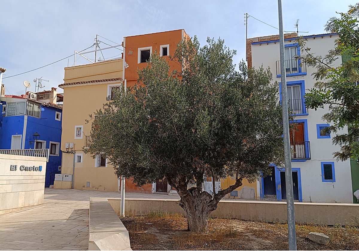 Un olivo en un jardín público del municipio alicantino de Villajoyosa.