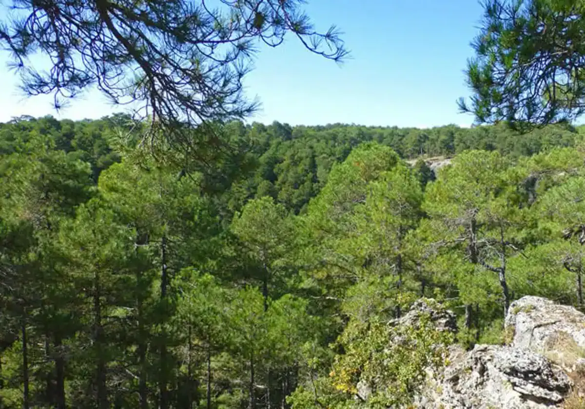 Destinarán 9,5 millones entre 2022 y 2026 a la gestión de montes de utilidad pública en la Red Natura 2000