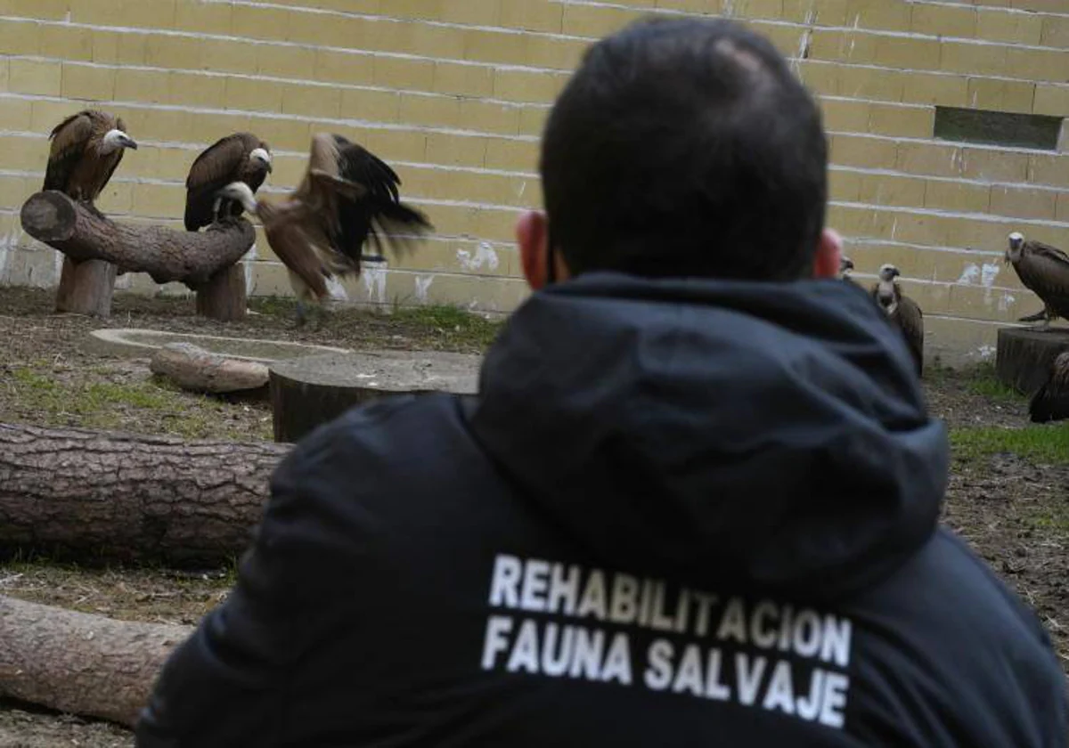 Uno de los operarios de Grefa, junto a un grupo de buitres leonados tratados en el Hospital de Fauna Salvaje