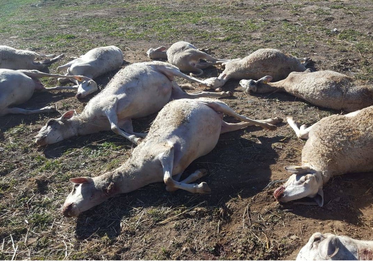 Imagen de las ovejas atacas por lobos en la provincia de Valencia