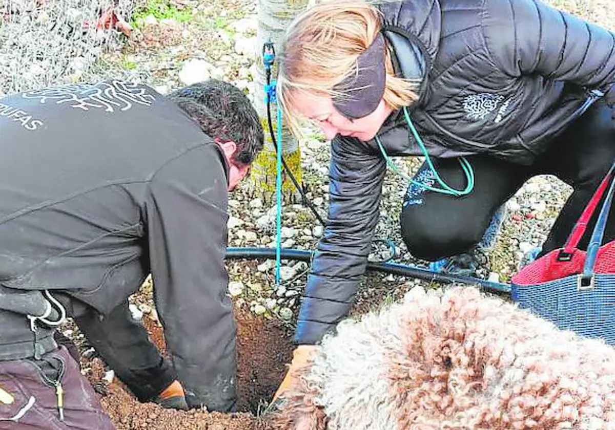 Fernando, Raquel y Lucas buscan trufas en su finca de Canalejas de Peñafiel (Valladolid)