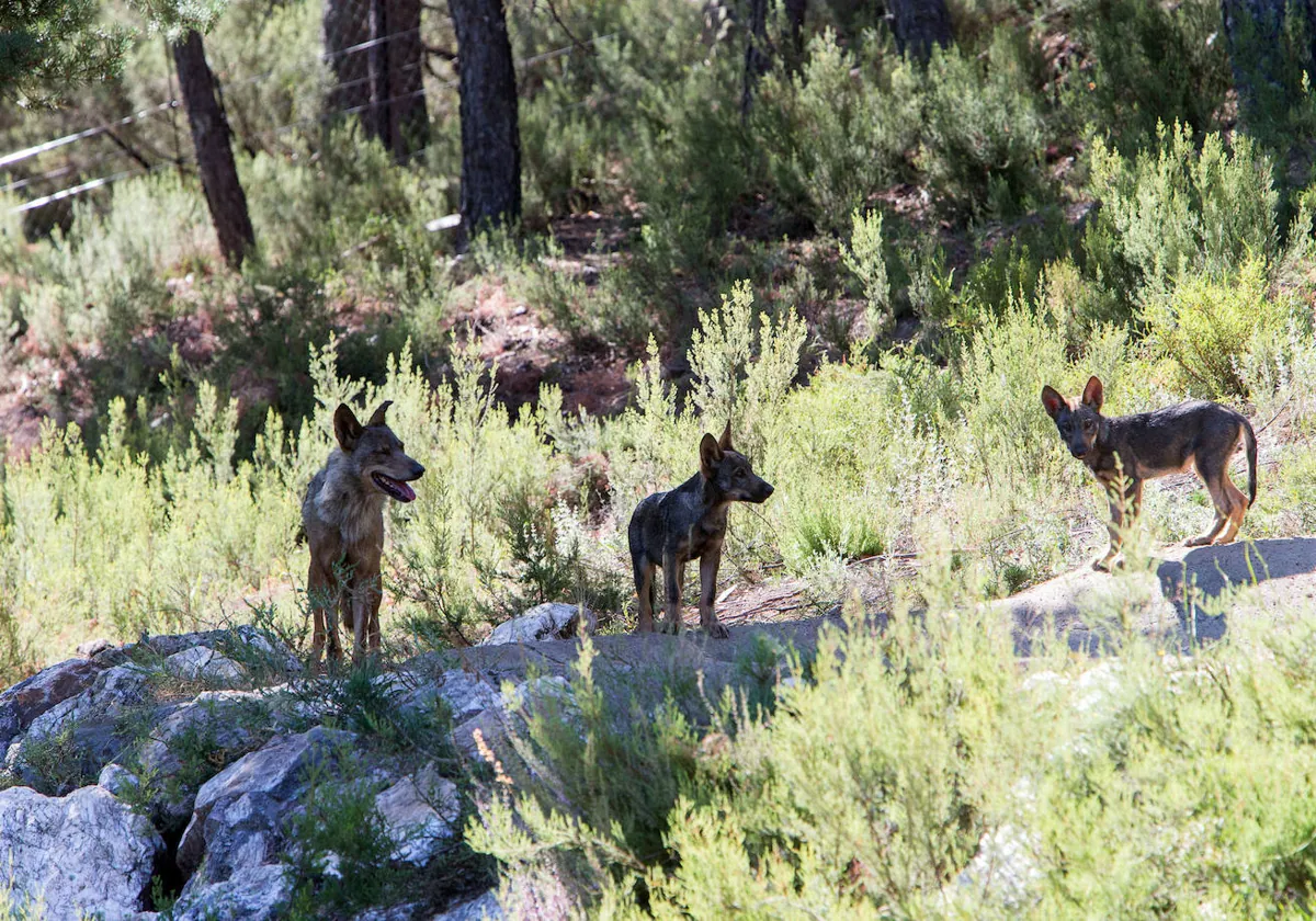 Ejemplares de lobo en el Centro del Lobo Ibérico de Castilla y León