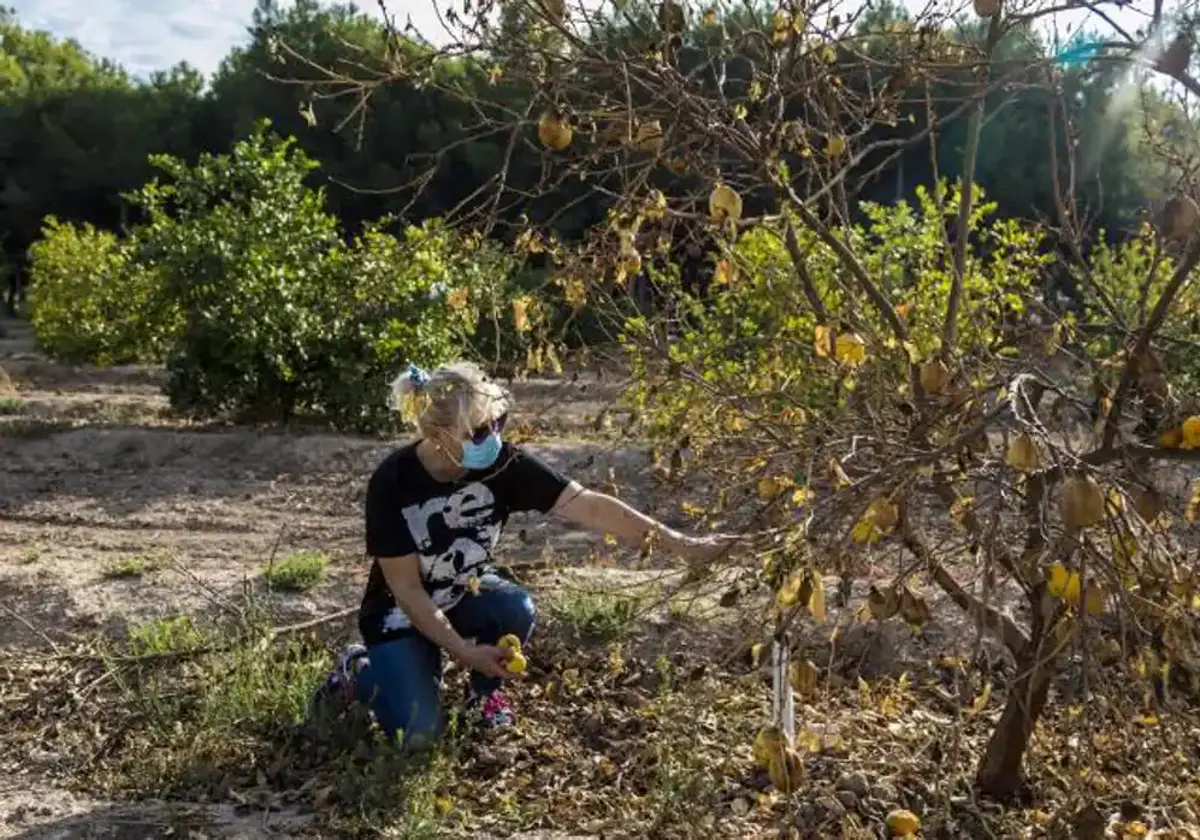 Agricultura concede a más de 9.500 productores de frutales en Castilla-La Mancha ayudas por valor de 7,2 millones