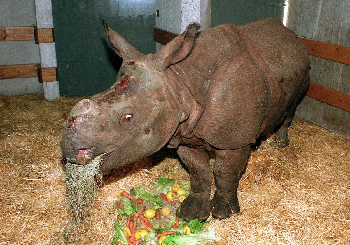 Hembra de rinoceronte indio en el zoo de Madrid