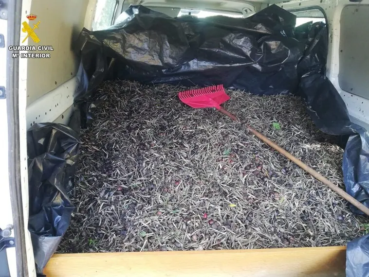 Recuperadas casi siete toneladas de aceituna hurtada de los campos de Ciudad Real en una semana