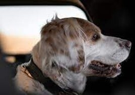 Seis meses de cárcel por dejar a su perro encerrado en el coche en Cazorla a 42 grados, lo que causó su muerte