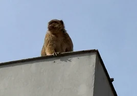 El mono de Gibraltar 'fugado' a La Línea de la Concepción trae de cabeza a los agentes españoles