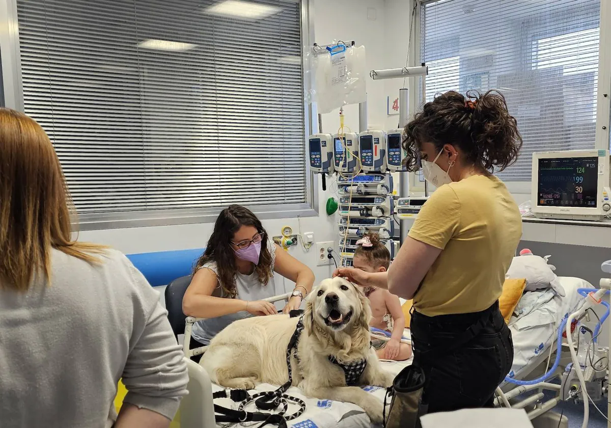 La perra Senna, con una niña ingresada en la UCI pediátrica del Hospital 12 de Octubre