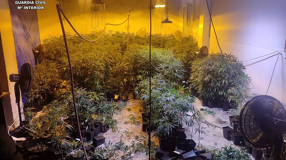 Imagen de la plantación de marihuana intervenida por la Guardia Civil en Altea