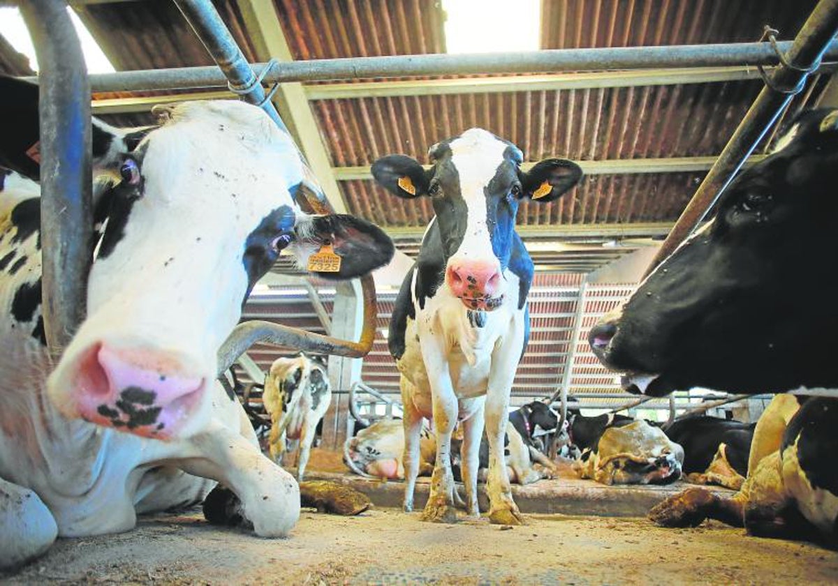 Imagen de archivo de una granja de vacas dentro de una campaña de vacunación del virus en la lengua azul.