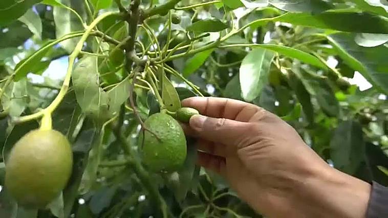 La violencia en Michoacán se recrudece en medio de la demanda de aguacate por Super Bowl