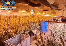 La nave de Ajofrín que pasó de criadero de pollos a ser una macroplantación de marihuana y laboratorio de cocaína