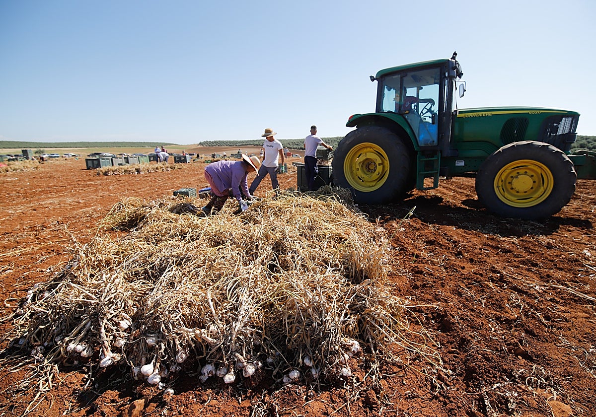 Recolección del ajo en Montalbán