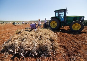 Nueva Carteya y Montalbán son los municipios con más peso del campo en la provincia