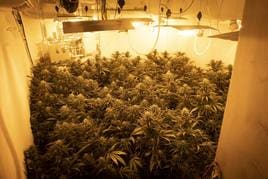 Desmantelado un laboratorio de cocaína en Toledo junto a más de 2130 plantas de marihuana
