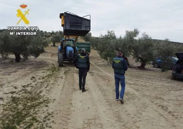 La Guardia Civil recupera más de 1.500 kilos de aceituna sustraída en Montoro y Algallarín
